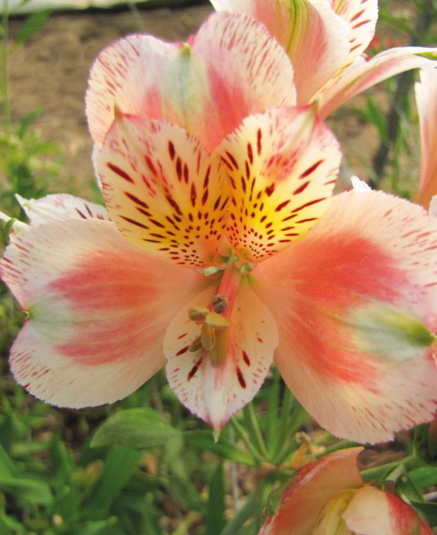 Alstroemeria Duc d'Anjou 'Jean'