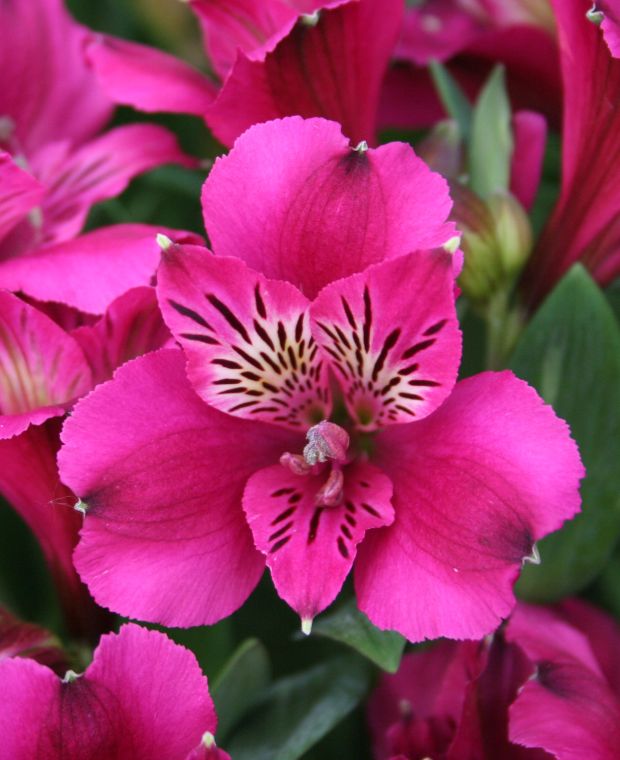 Alstroemeria Mini Leonie