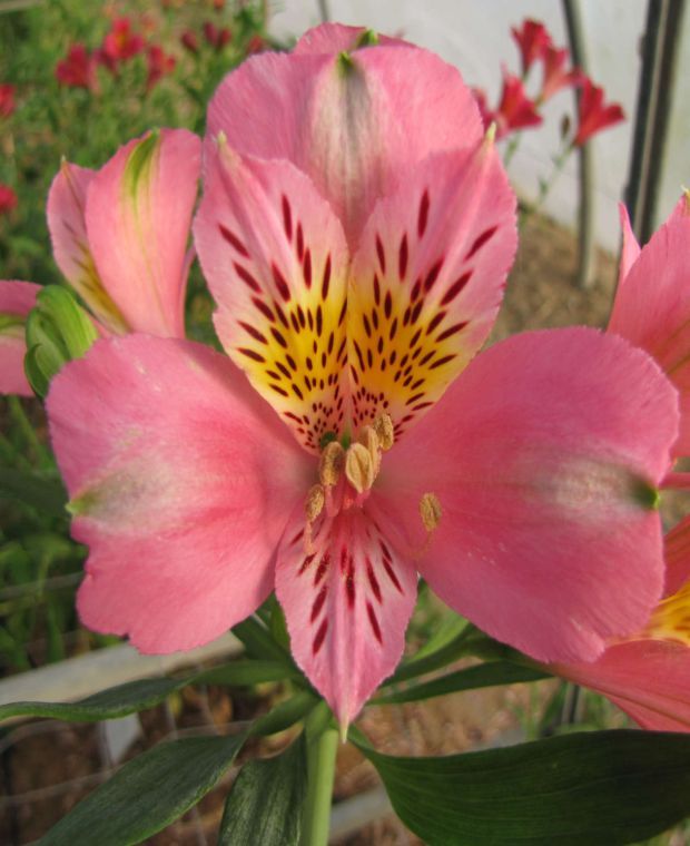 Alstroemeria 'Duke Pierre'