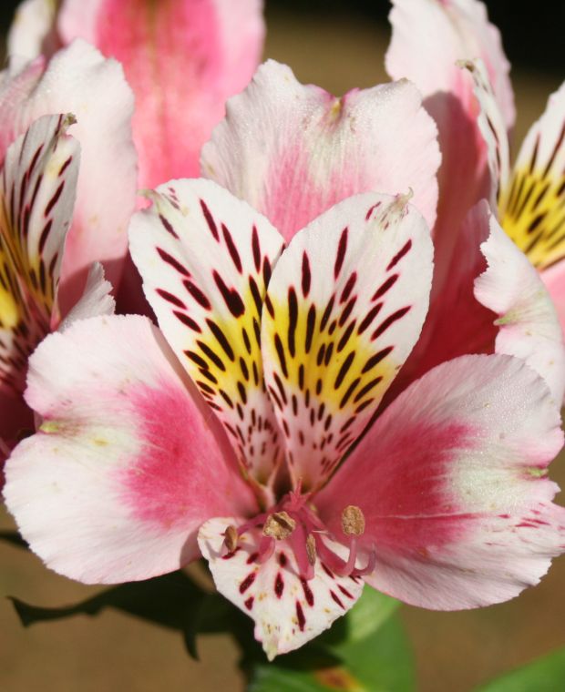 Alstroemeria 'Duke William'