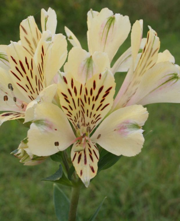 Alstroemeria Noah