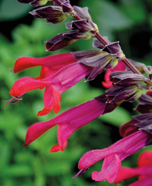 Stately Salvia Collection