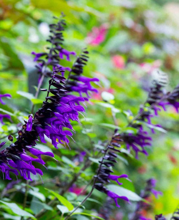 Striking Salvia Collection