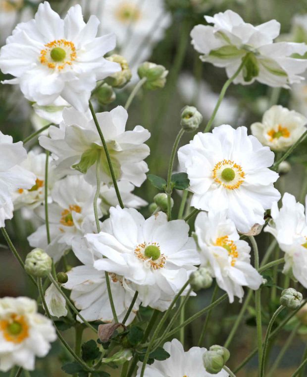 Anemone x hybrida Whirlwind