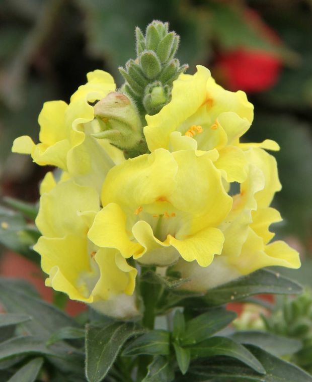 Antirrhinum Dazzling Lips Lemon