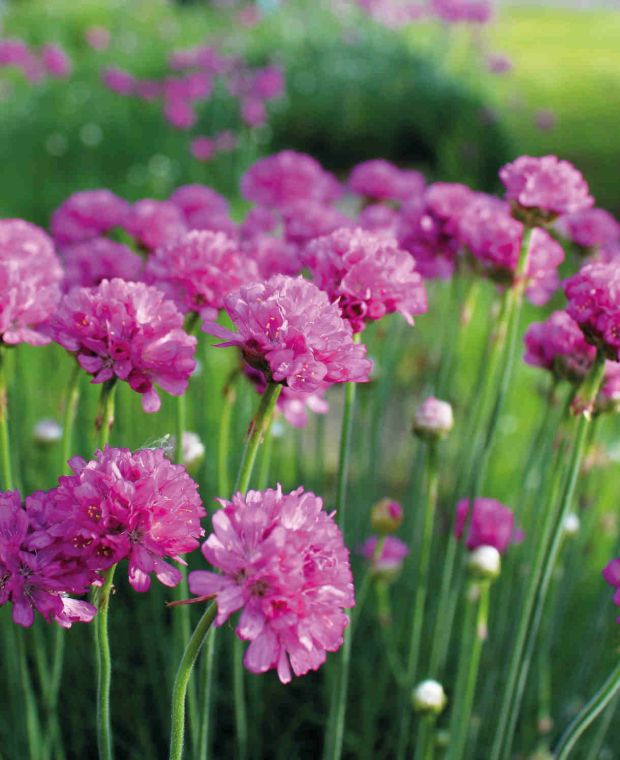 Armeria maritima Splendens