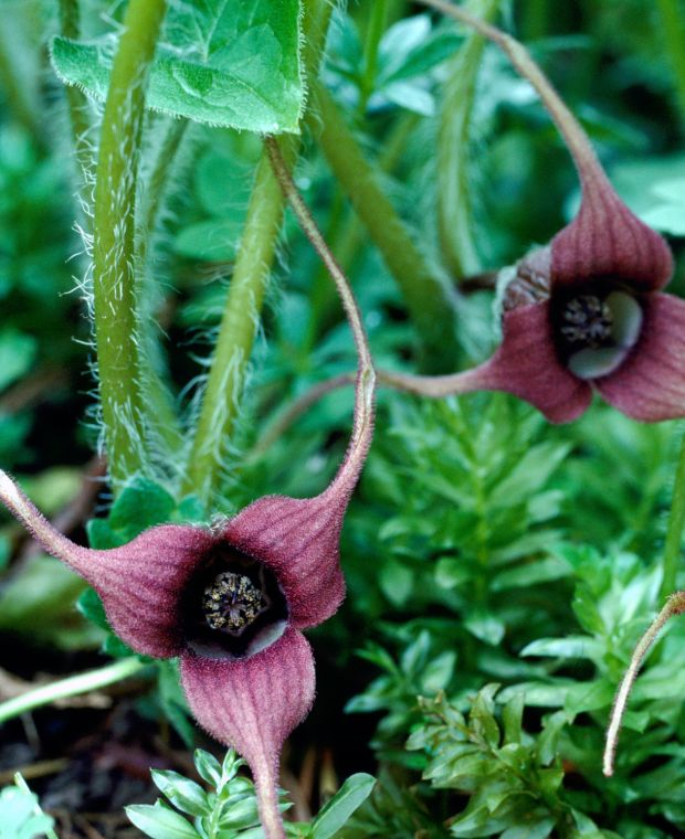 Asarum caudatum