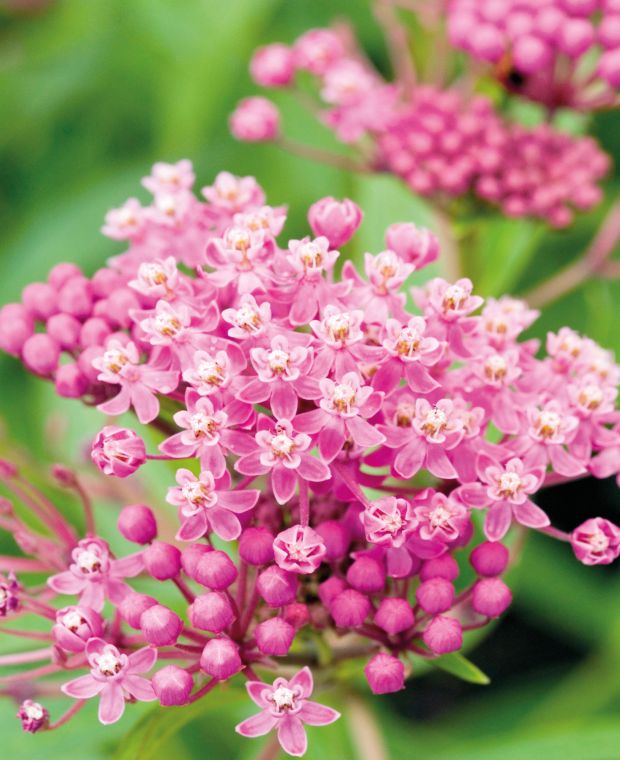 Asclepias incarnata Cinderella 