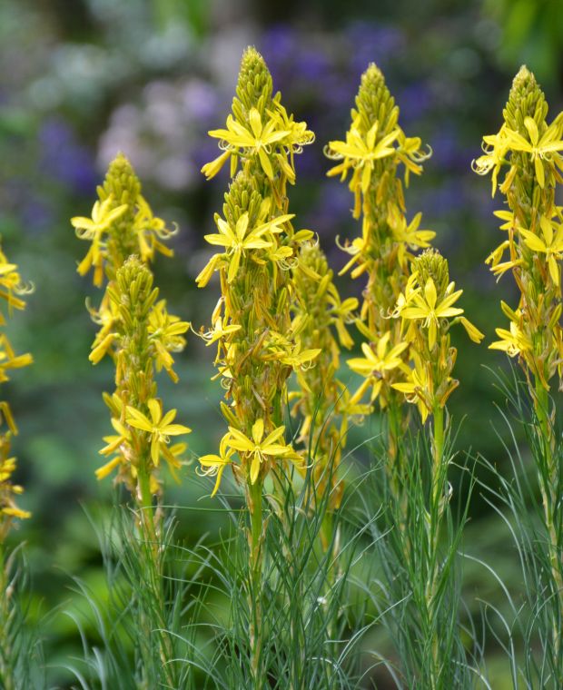 Asphodeline Lutea