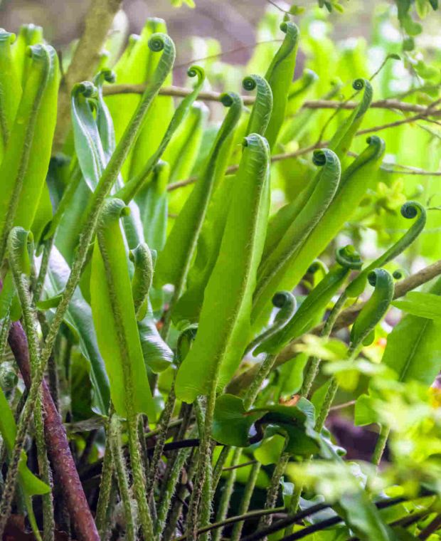 Asplenium scolopendrium