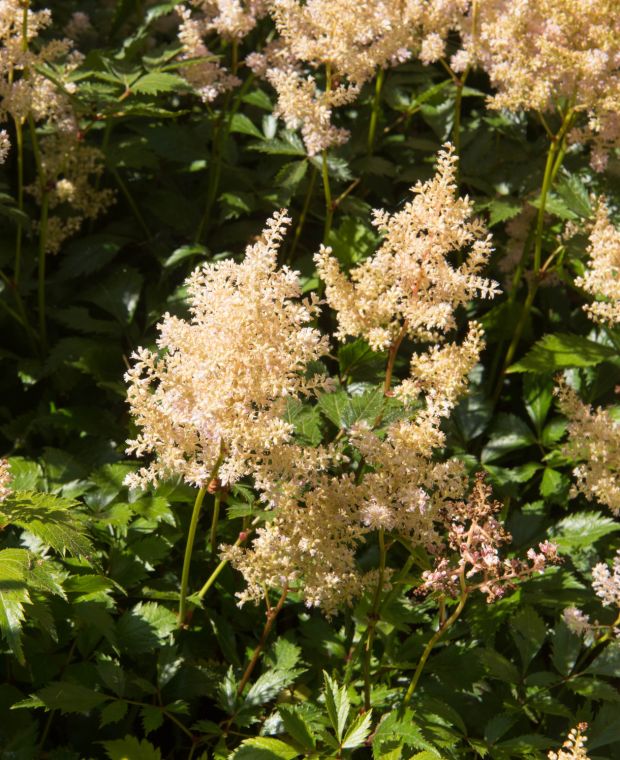 Astilbe Europa