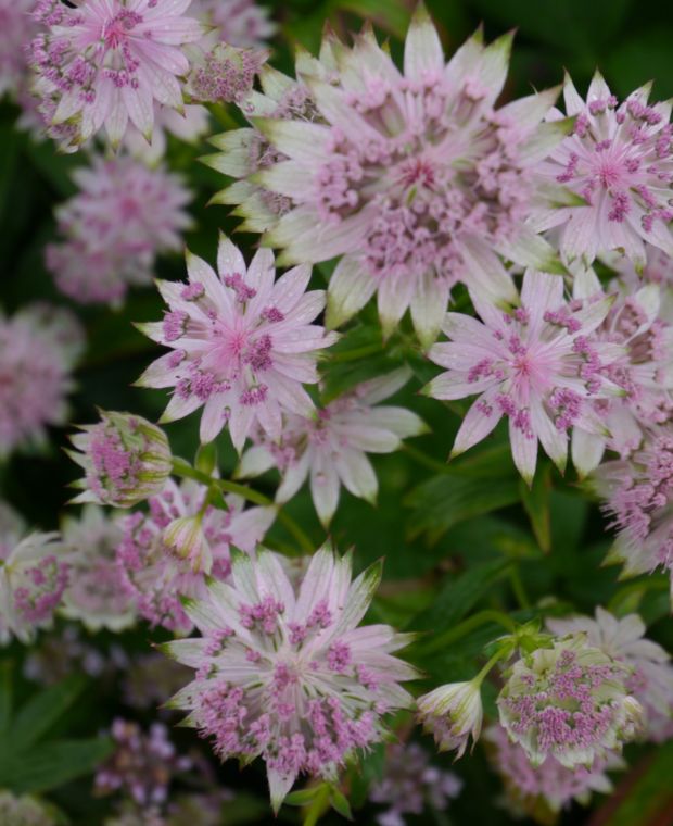 Astrantia Buckland