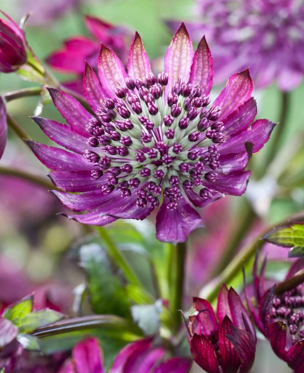 Astrantia major Midnight Owl