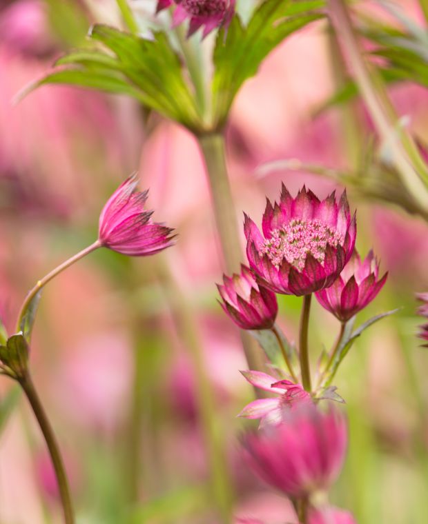 Astrantia major Primadonna