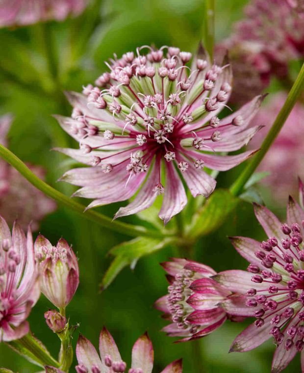 Astrantia major ‘Sparkling’ Stars Collection