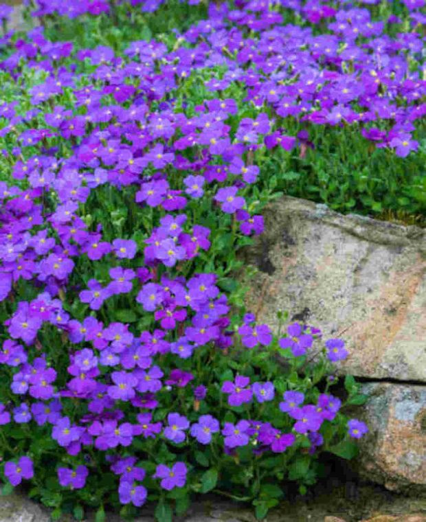 Aubrieta gracilis 'Katie Blue'