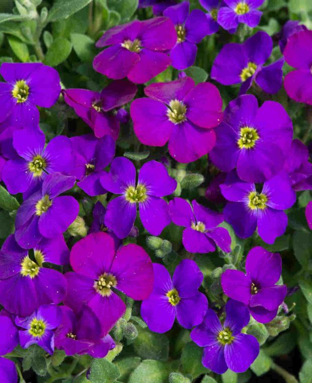 Aubrieta gracilis 'Katie Purple'