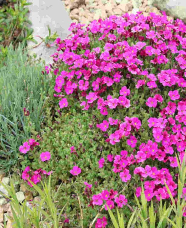 Aubrieta gracilis 'Katie Red'