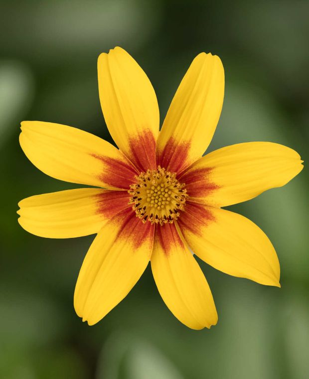 Beautiful bidens collection