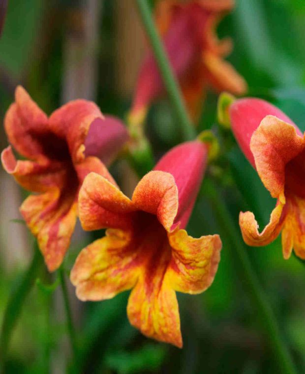 Bignonia capreolata