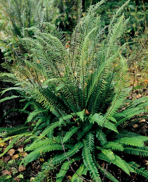 Blechnum spicant