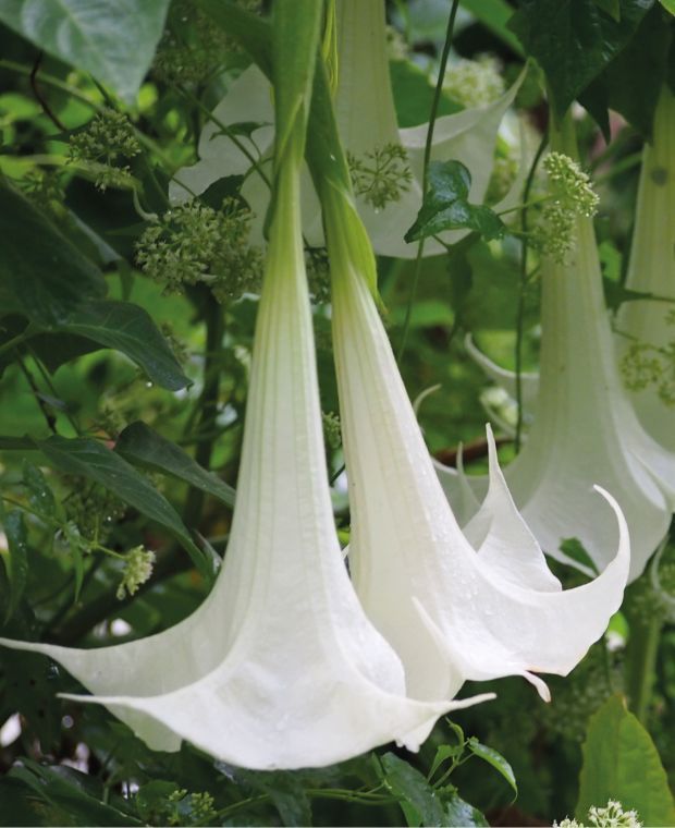 Brugmansia White