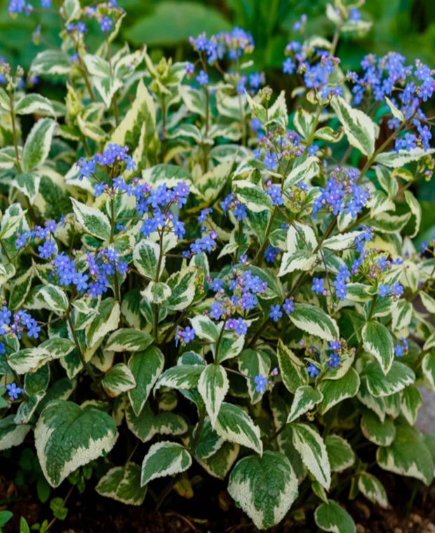 Brunnera macrophylla Variegata