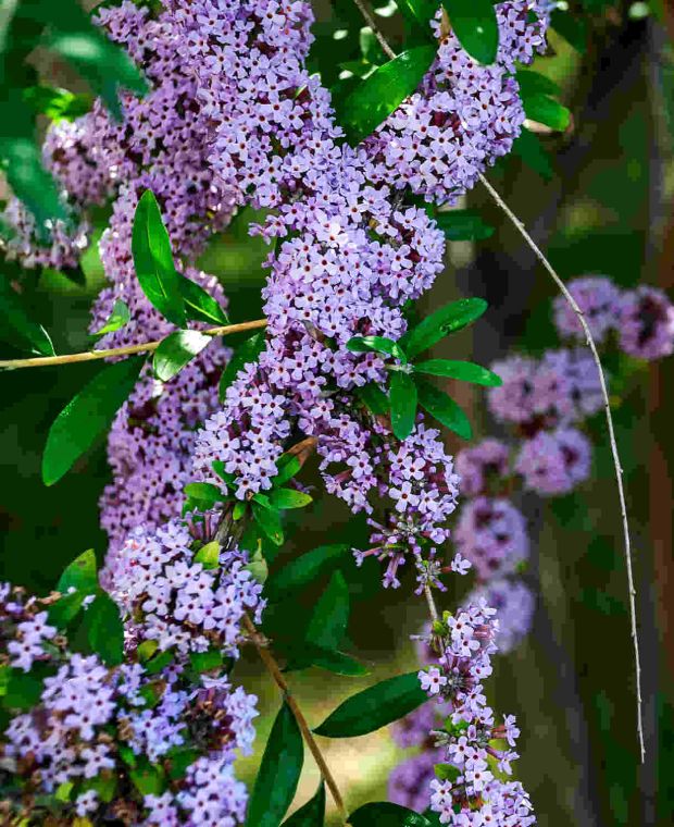 Buddleja alternifolia