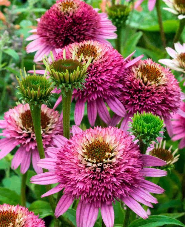 Echinacea purpurea Butterfly Kisses