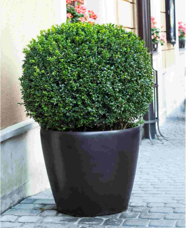 Buxus Sempervirens