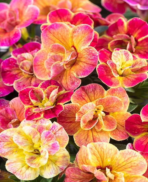 Calibrachoa hybrida Chameleon Desert Rose