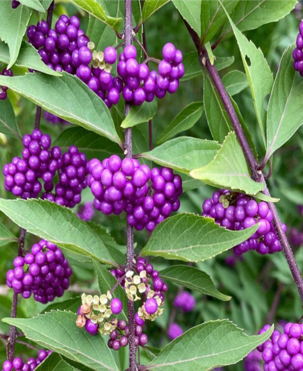 Callicarpa dichotoma Issai