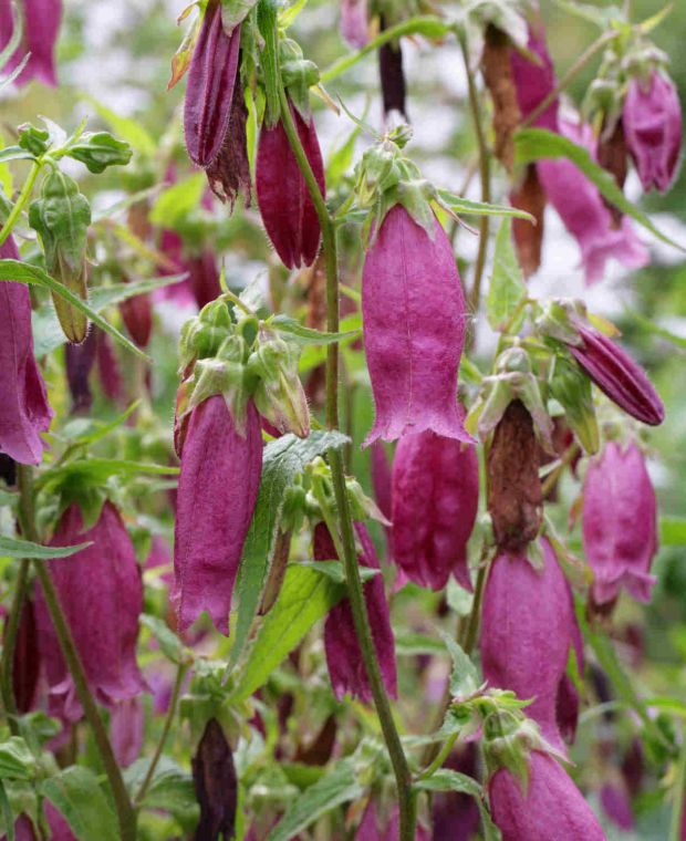 Campanula Beetroot