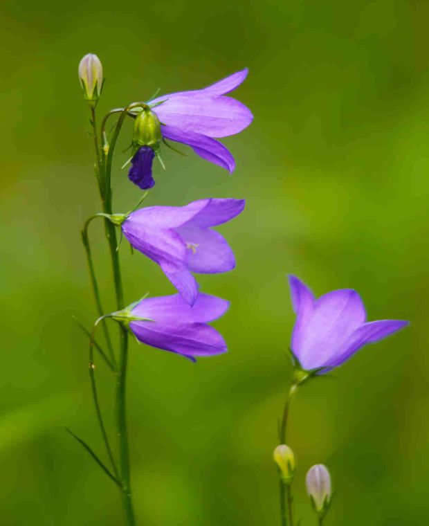 Campanula rotundifolia