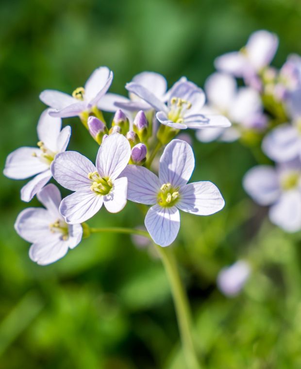 Cardamine Pratensis