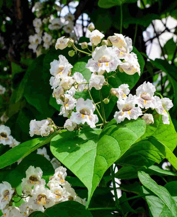 Catalpa bignonioides