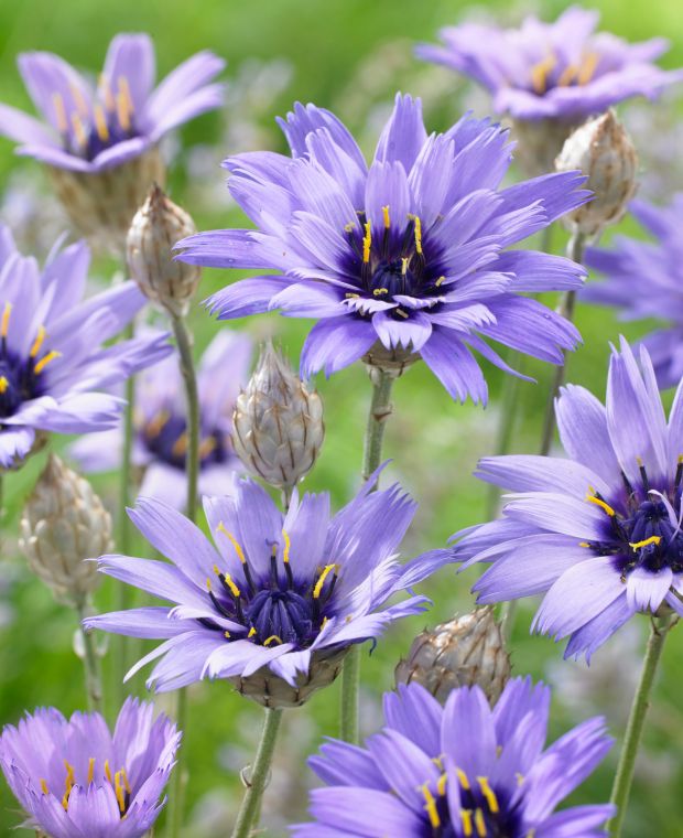 Catananche caerulea