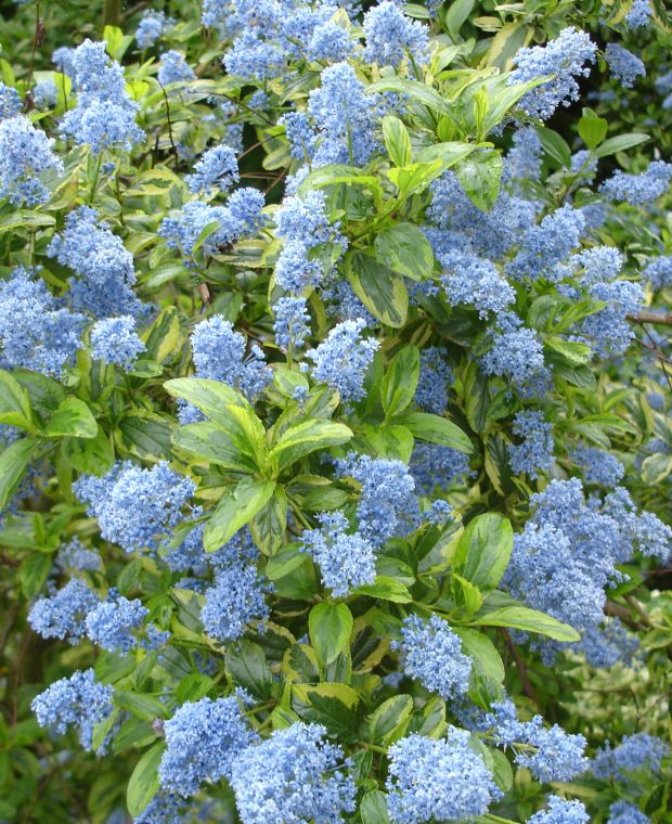 Ceanothus 'Pershore Zanzibar'