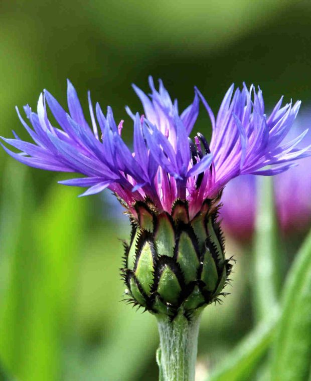 Centaurea 'montana'