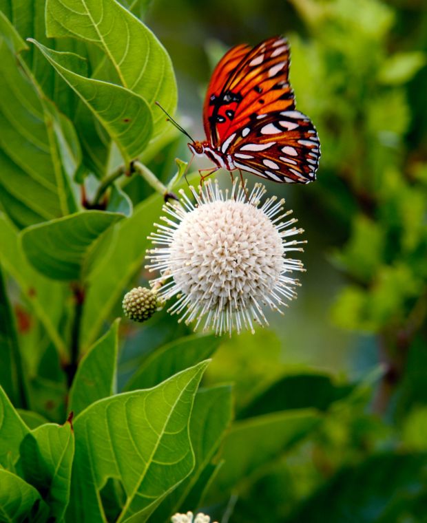 Cephalanthus occidentalis