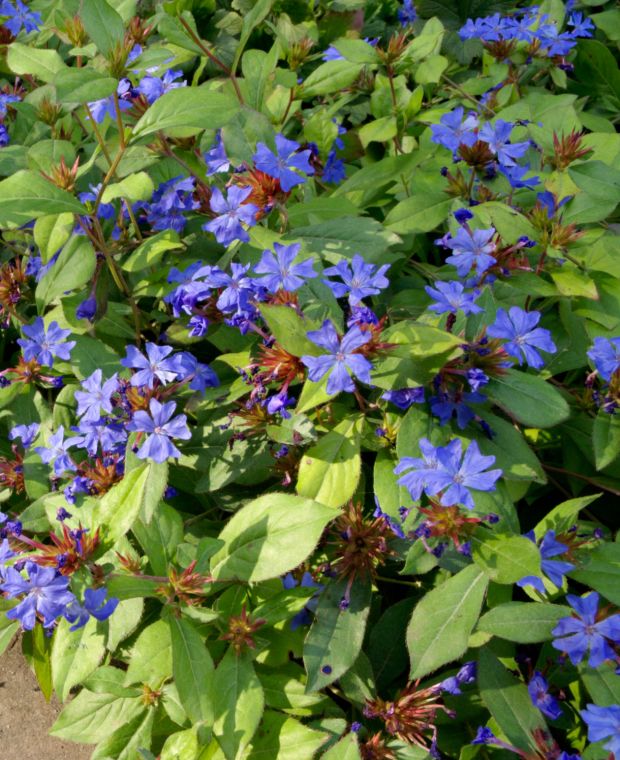 Ceratostigma plumbaginoides