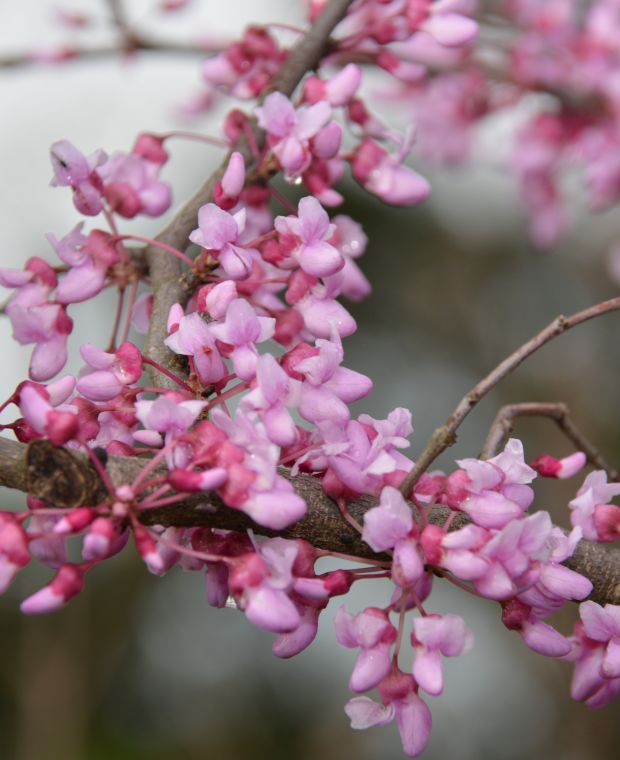 Cercis Canadensis