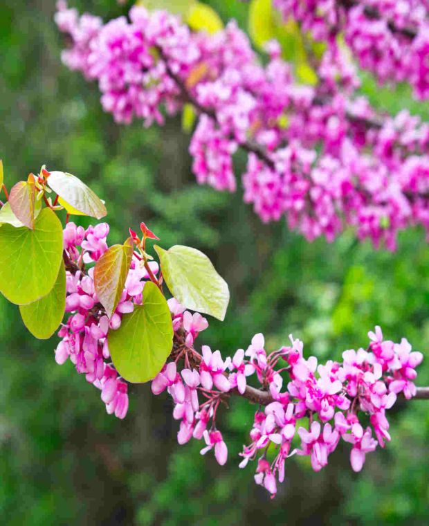 Cercis siliquastrum