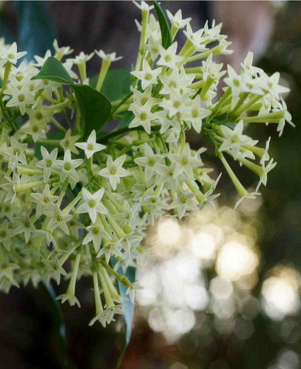 Cestrum nocturnum