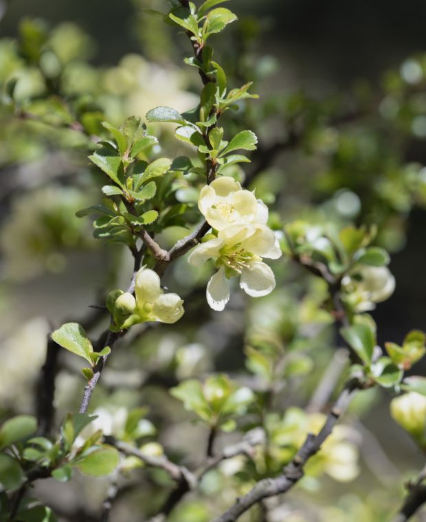 Chaenomeles speciosa Nivalis