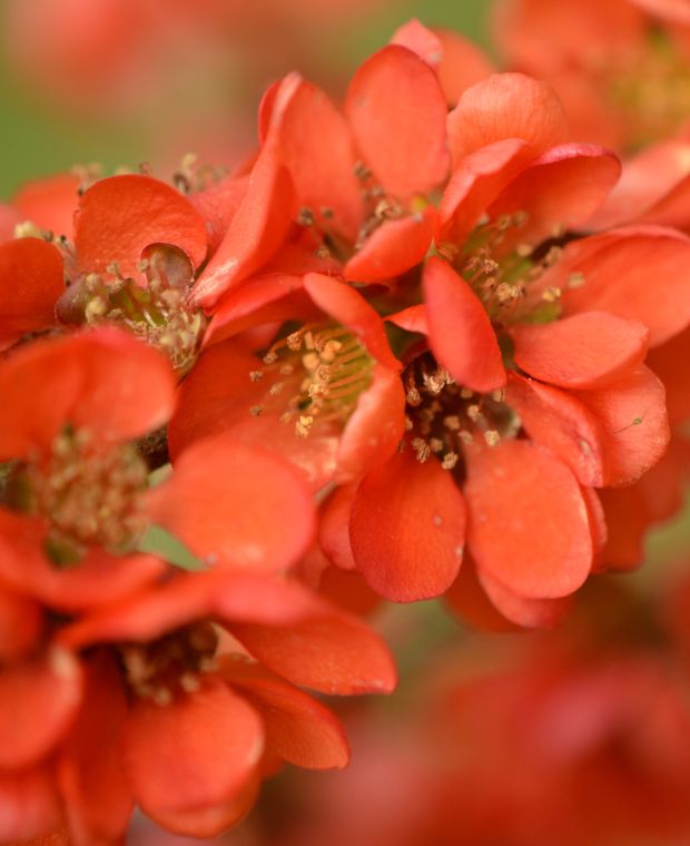 Chaenomeles japonica Sargentii