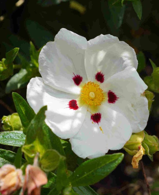 Cistus Mix