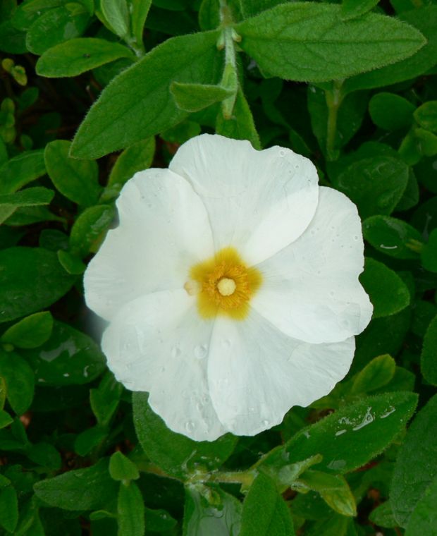 Cistus x obtusifolius Thrive