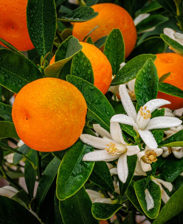 Citrus mitis Calamondin