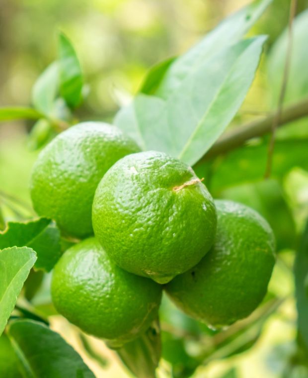 Citrus aurantifolia Mexican Lime